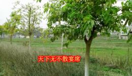 贵州山歌《丢儿丢女太可怜》高清MP4/MP3戏曲资源下载,经典山歌对唱,催泪亲情演绎 贵州山歌《丢儿丢女太可怜》高清MP4/MP3戏曲资源下载,经典山歌对唱,催泪亲情演绎