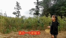 贵州山歌《死猪不怕开水烫》高清MP4/MP3资源下载,正版民间山歌免费获取 贵州山歌《死猪不怕开水烫》高清MP4/MP3资源下载,正版民间山歌免费获取