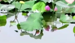 歌仔戏《状元楼》经典戏曲片段下载,高清MP4资源,传统戏曲在线观看 歌仔戏《状元楼》经典戏曲片段下载,高清MP4资源,传统戏曲在线观看
