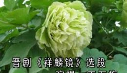 晋剧经典《祥麟镜》王万梅精彩唱段，祥麟镜选段在线下载