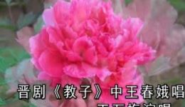 晋剧经典《教子》片段 王万梅精彩演绎 教子名段在线收听下载