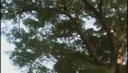 赣南采茶戏《秦香莲》第二集在线观看，经典戏曲资源下载，不容错过