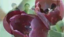 庐剧《吃下台的书记》全集下载李剑林冬梅主演，总四集现代戏资源下载