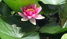 豫剧经典《辕门斩子》一进帐选段下载，唐喜成名家演绎，传统戏曲伴奏资源下载