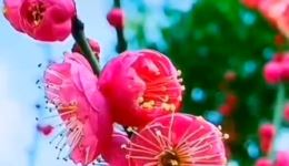 豫剧经典《穆桂英挂帅》选段，常香玉倾情演唱，巾帼豪情震撼呈现下载