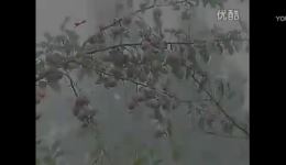 二人转短剧《老蔫复仇》高清资源下载｜邹小龙李鹏飞杨金华主演经典剧目