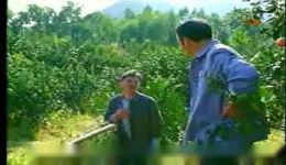 橘子红了