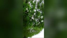 云南山歌剧《苦儿泪》第二集高清资源下载，经典苦情大戏在线畅看