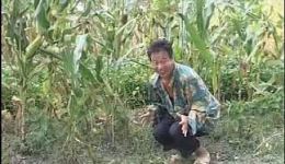 光棍帮寡妇掰玉米
