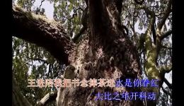 河南道情《访苏州花园》伴奏资源，感受苏州园林风情戏曲魅力