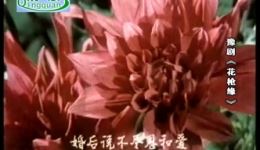 马金凤经典豫剧《花枪缘》全场视频mp4/mp3下载，隋末夫妻情仇故事下载