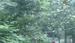 民间小调《憨子告娘》全集下载 - 正版高清戏曲资源在线获取