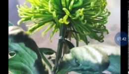苏州评弹《姑苏行》高清mp4下载 - 盛小云经典弹唱,领略姑苏风情 苏州评弹《姑苏行》高清mp4下载 - 盛小云经典弹唱,领略姑苏风情