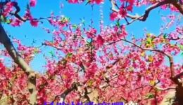 贵州山歌《桃花生在情花海》在线下载，感受原汁原味民族风情，聆听浪漫山歌情韵