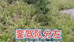 秦腔伴奏《将八台平落在背街上》在线下载,经典秦腔曲牌资源免费获取 秦腔伴奏《将八台平落在背街上》在线下载,经典秦腔曲牌资源免费获取