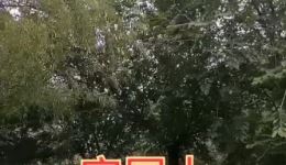秦腔伴奏《宋巧姣告状》下载 - 法门寺经典唱段高清伴奏资源 秦腔伴奏《宋巧姣告状》下载 - 法门寺经典唱段高清伴奏资源