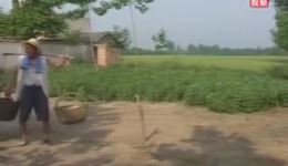 免费民间小调《老王八卖瓜》全集下载 - 荆现顺主演经典戏曲资源