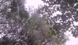 秦腔经典《探窑》选段下载，郭明霞演绎，感受传统戏曲魅力下载