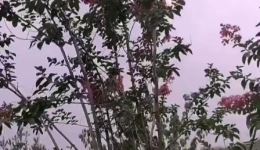 秦腔伴奏《千岁进宫休要忙》下载,纯正秦腔名段,领略传统戏曲魅力 秦腔伴奏《千岁进宫休要忙》下载,纯正秦腔名段,领略传统戏曲魅力