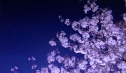 东坡主题昆曲《明月几时有》在线观看，感受苏轼诗词与昆曲艺术的完美融合下载