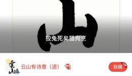 金叶菊