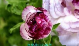 河北梆子《打金枝》经典选段刘红雁演绎“走上前来拉龙衣”，帝王家务智慧尽显下载