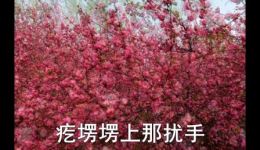二人台经典《掏沙蒿》下载，乔盼李春霞精彩演绎，民间生活韵味十足下载