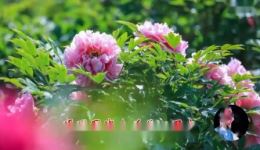 牡丹花