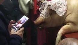 印江傩戏八郎在线观看，高清傩堂戏资源下载，感受非遗傩文化魅力