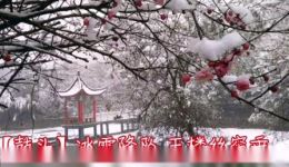 踏雪寻梅