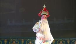 金叶菊