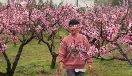 三月桃花红沉沉
