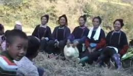 侗戏《收花生 折禾》高清下载｜经典农耕题材侗戏资源，领略侗族民俗风情