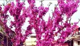 怀梆经典《潘杨讼》选段在线下载,忠奸对决戏曲资源免费获取 怀梆经典《潘杨讼》选段在线下载,忠奸对决戏曲资源免费获取