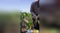 二人转短剧《后妈》下集王喆陈凯精彩演绎，家庭温情故事在线下载