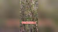 秦腔伴奏《刘彦昌哭得两泪汪》在线下载,经典二堂舍子选段,纯正秦腔韵味 秦腔伴奏《刘彦昌哭得两泪汪》在线下载,经典二堂舍子选段,纯正秦腔韵味